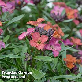 Erysimum Constant Cheer