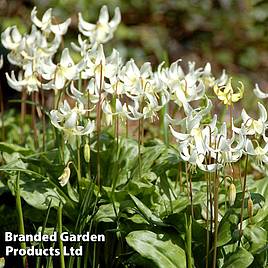 Erythronium californicum White Beauty