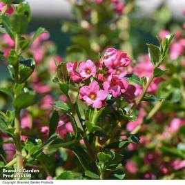 Escallonia Apple Blossom