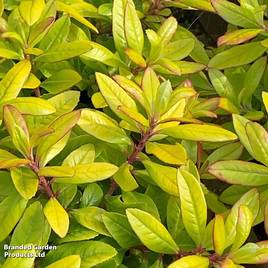 Escallonia Glowing Embers