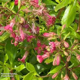 Escallonia mutis Golden Carpet