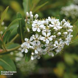 Escallonia Iveyi
