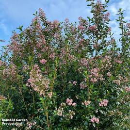 Escallonia rubra Pink Spire