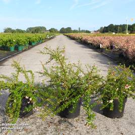 Escallonia Pinky Carpet