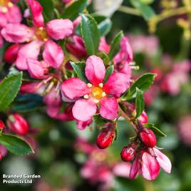 Escallonia Red Dream