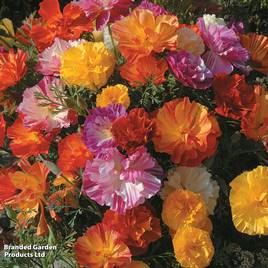 Poppy Californian XL Jelly Beans - Seeds