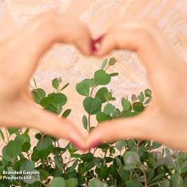 Eucalyptus websteriana ‘Botanic Hearts’