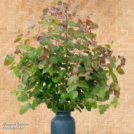 Eucalyptus dunni Majestic White