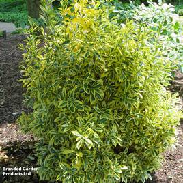 Euonymus japonicus Albomarginatus