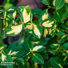 Euonymus fortunei Blonde Beauty