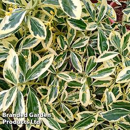 Euonymus japonicus Bravo