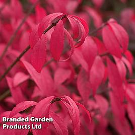 Euonymus alatus Unforgettable Fire