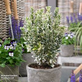 Euonymus japonicus White Spire