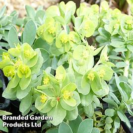 Euphorbia myrsinites