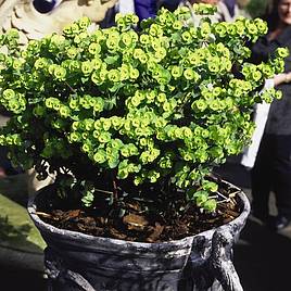 Euphorbia amygdaloides Purpurea