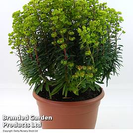 Euphorbia x martini Baby Charm