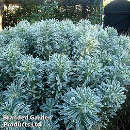 Euphorbia characias Glacier Blue