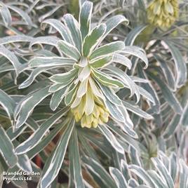 Euphorbia characias Glacier Blue