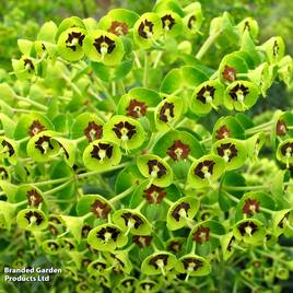 Euphorbia x martini