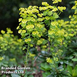 Euphorbia amygdaloides var. robbiae