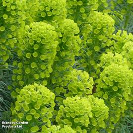 Euphorbia characias subsp. wulfenii Shorty