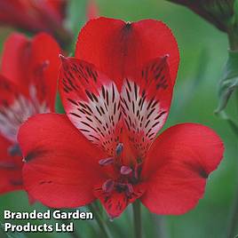 Alstroemeria Nirvana