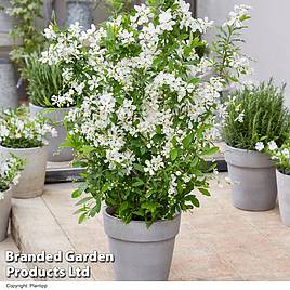 Exochorda Blushing Pearl