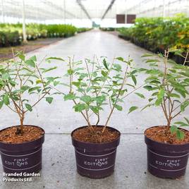 Exochorda x macrantha Lotus Moon