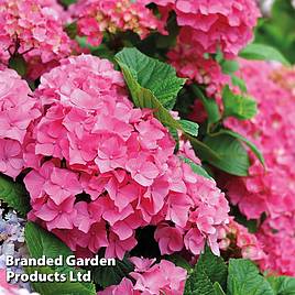 Hydrangea macrophylla Early Pink