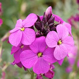 Erysimum Bowles Mauve