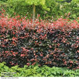 Copper Beech (Hedging)