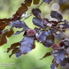 Copper Beech (Mature Tree)