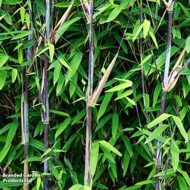 Bamboo Black Dragon