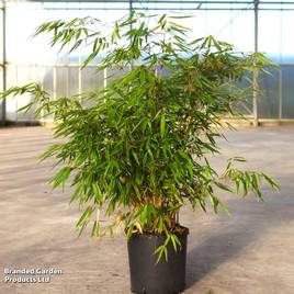 Bamboo Formidable