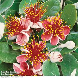 Feijoa sellowiana