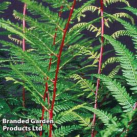 Fern Fantastic Lady In Red