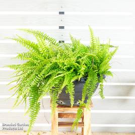 Nephrolepis exaltata