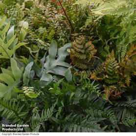Nurserymans Choice Fern