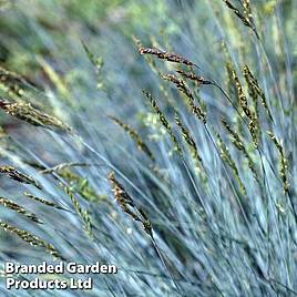 Festuca glauca
