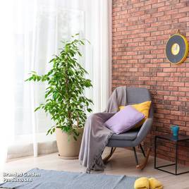 Ficus benjamina