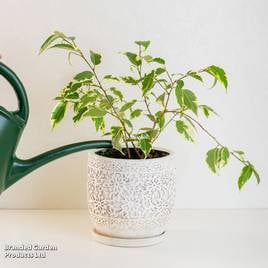 Ficus benjamina (Variegated)