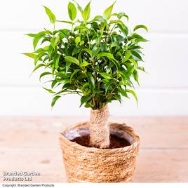 Ficus benjamina Natasja