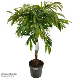 Ficus binnendijkii Amstel King