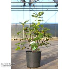 Fig Rouge de Juillet