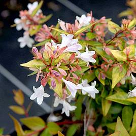 Abelia x grandiflora Francis Mason