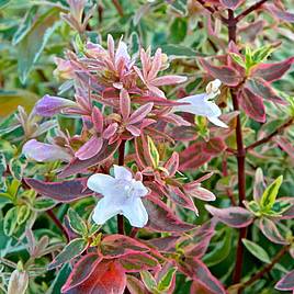 Abelia x grandiflora Sparkling Silver