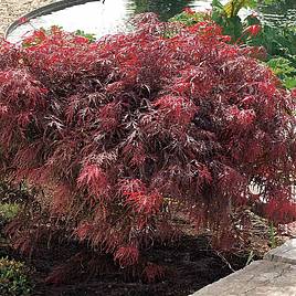 Acer palmatum Garnet