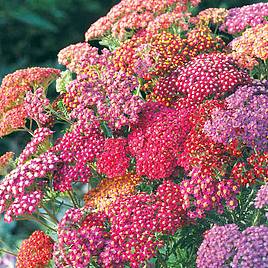 Achillea Seeds - Summer Berries