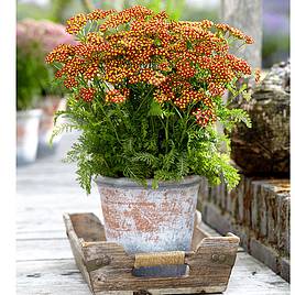 Achillea Milly Rock Red