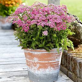 Achillea Milly Rock Rose